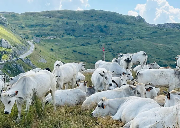 Piccola Renna * Limone Piemonte