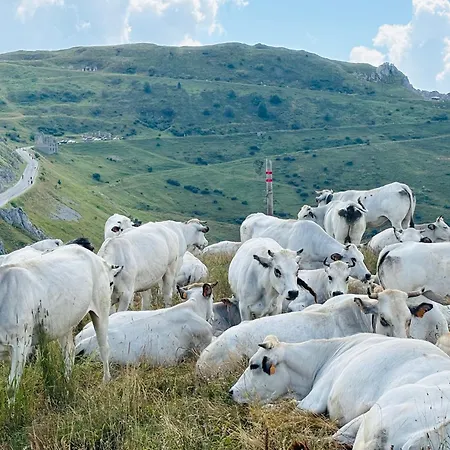 Piccola Renna * Limone Piemonte